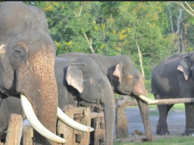 Theppakadu Elephant Camp